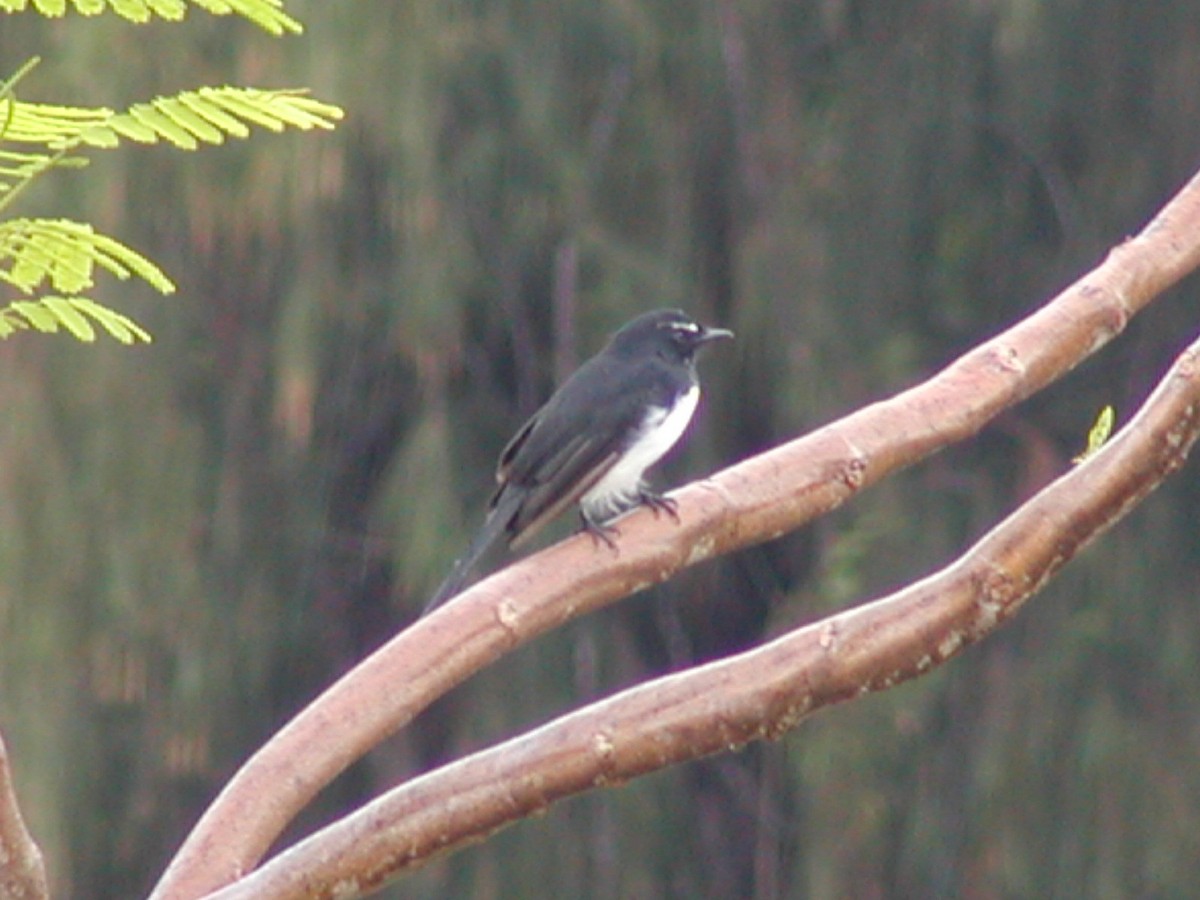 Willie-wagtail - ML607064191