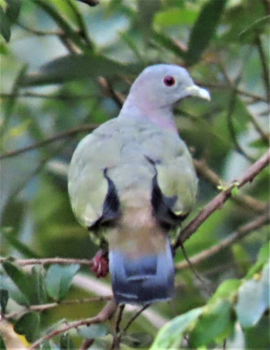 Розовошейный зелёный голубь - ML607064251