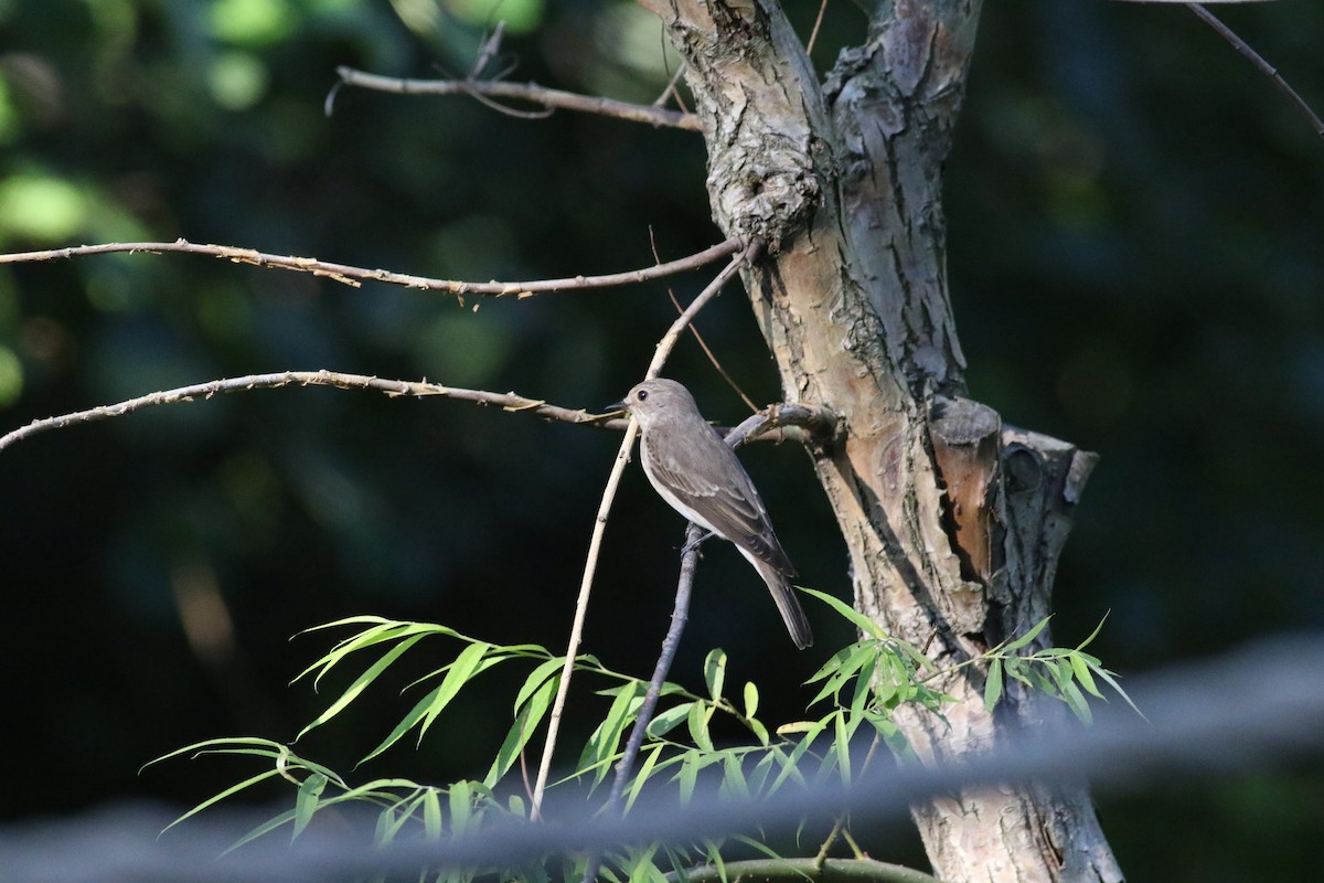 Spotted Flycatcher - ML607064451