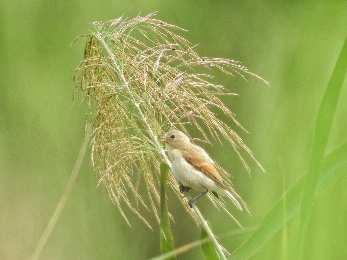 Chinese Penduline-Tit - ML607064551