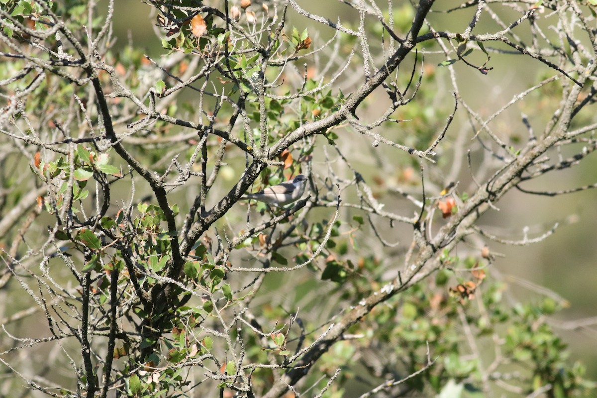 Greater Whitethroat - ML607064751