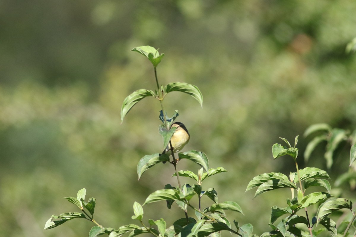 Willow Warbler - ML607064761