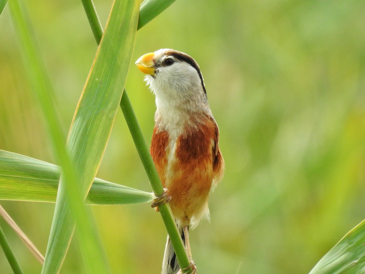 Reed Parrotbill - ML607064801