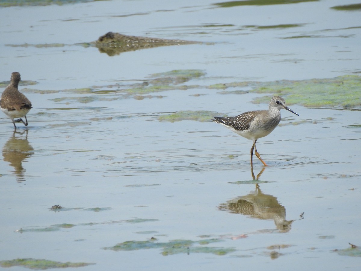 Lesser Yellowlegs - ML607064871