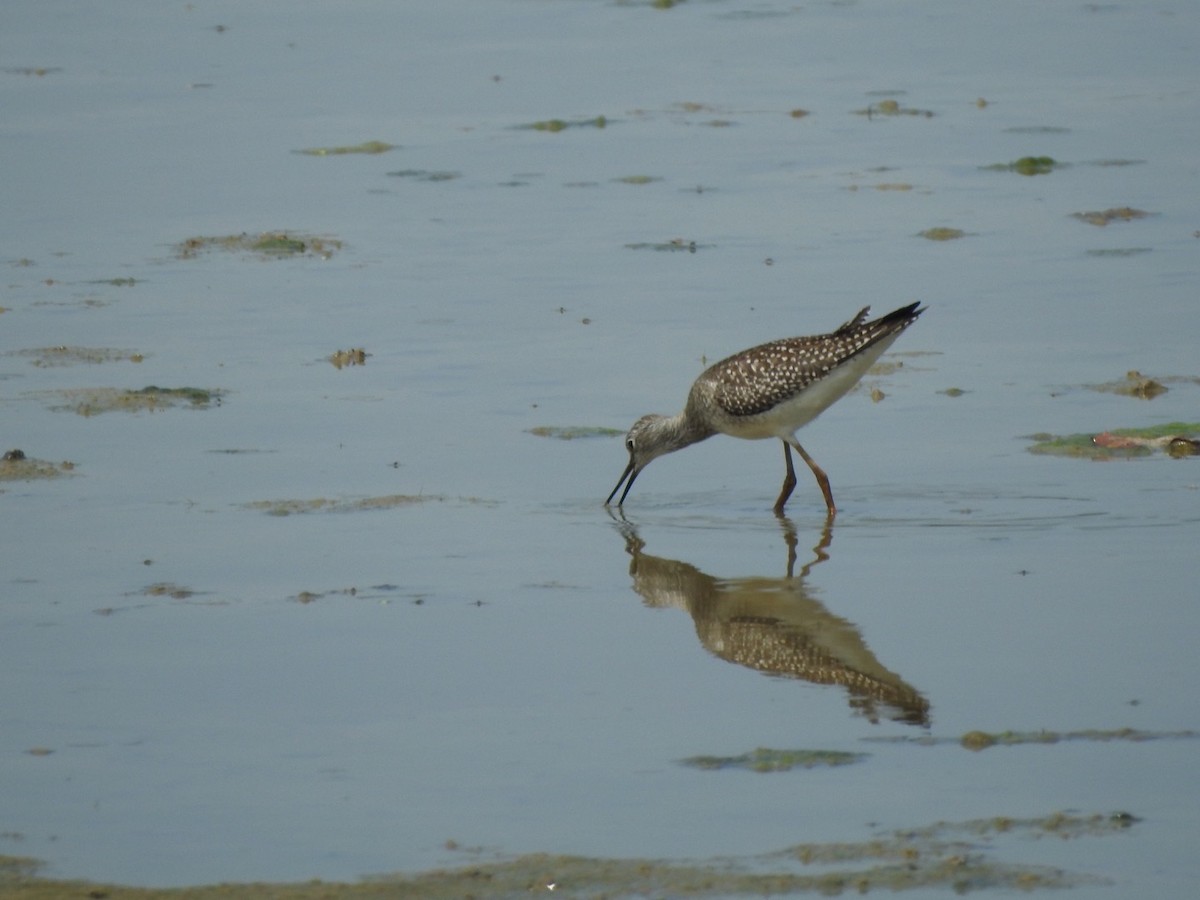 Lesser Yellowlegs - ML607064881