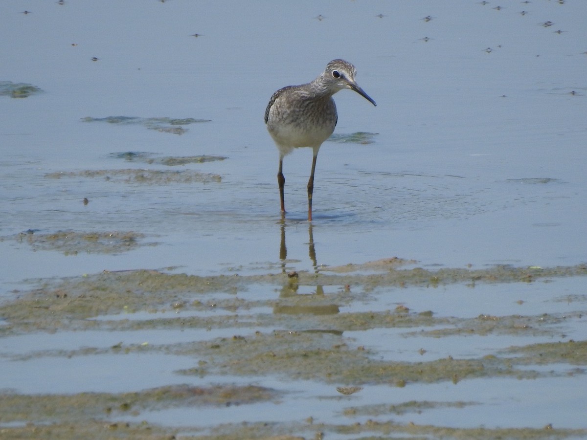 Lesser Yellowlegs - ML607064891