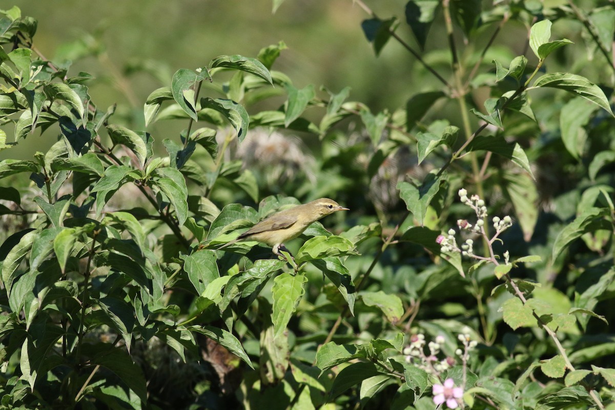 Mosquitero Musical - ML607064941