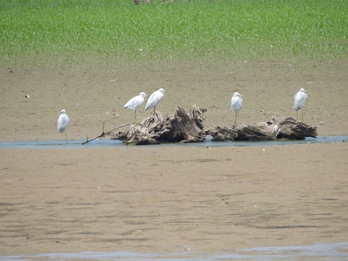 Little Blue Heron - ML607065131