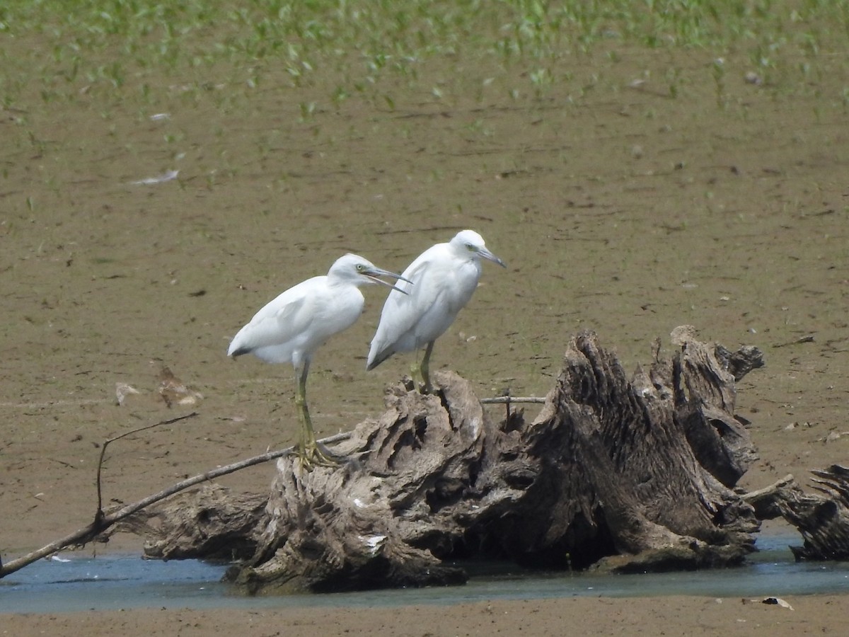 Little Blue Heron - ML607065141