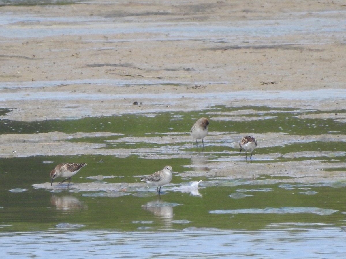 Least Sandpiper - ML607065781