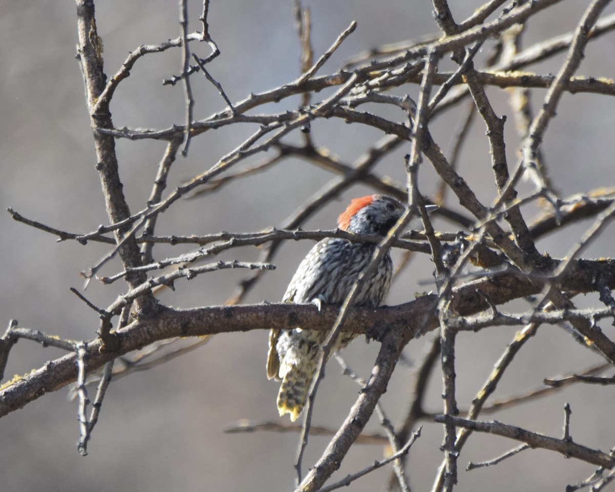 Cardinal Woodpecker - ML607066621