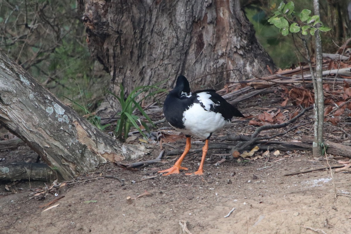 Magpie Goose - ML607067031