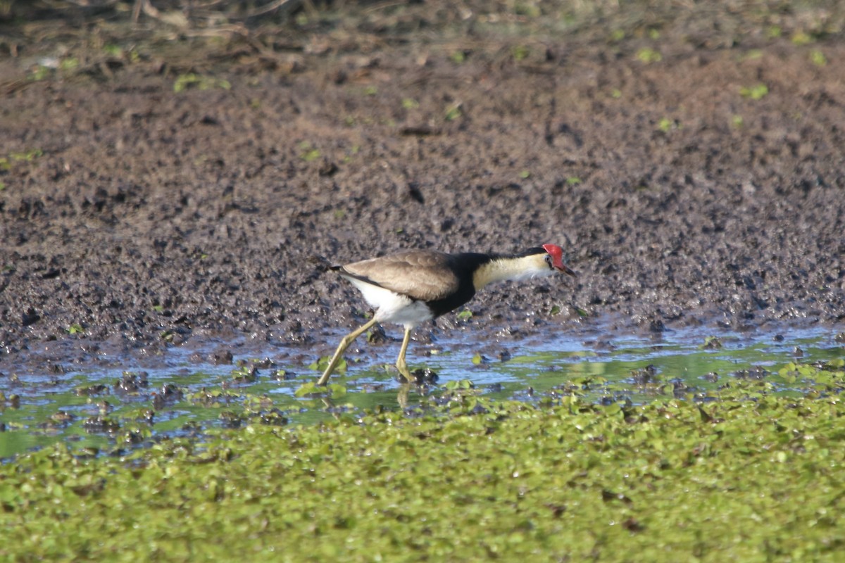 Jacana à crête - ML607067111