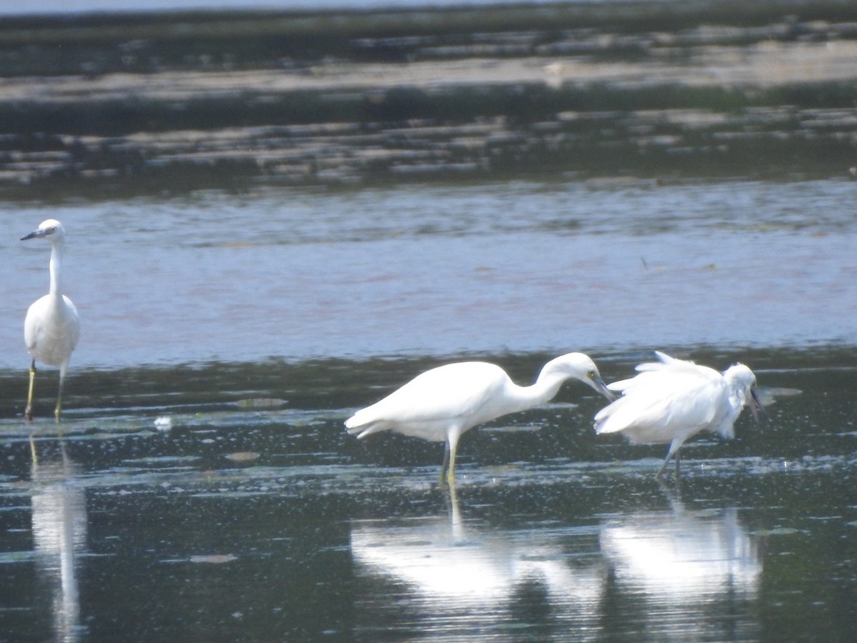 Little Blue Heron - ML607067211