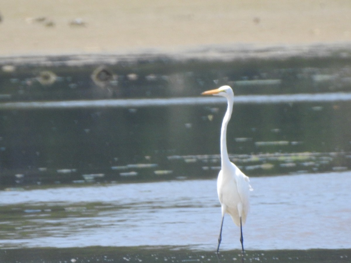 Great Egret - ML607067531