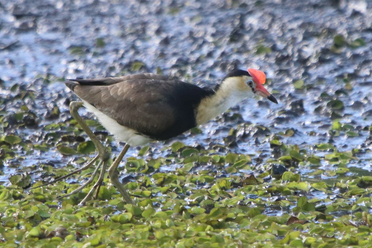 Jacana à crête - ML607067541