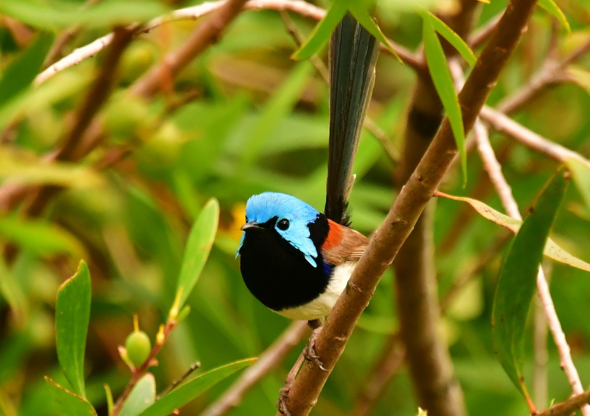 Variegated Fairywren - ML607067681