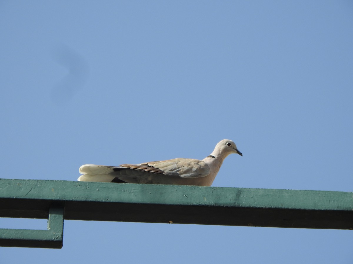 Eurasian Collared-Dove - Pep Cantó
