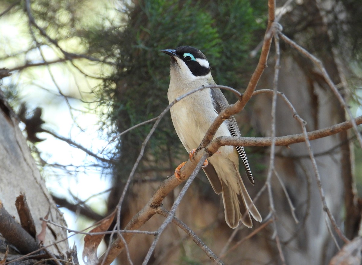 Black-chinned Honeyeater - ML607068111