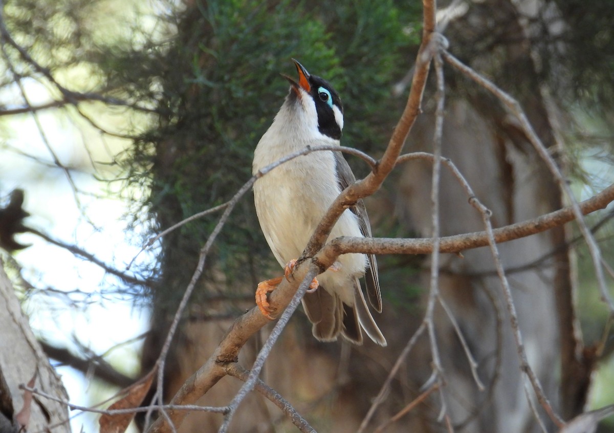 Black-chinned Honeyeater - ML607068131