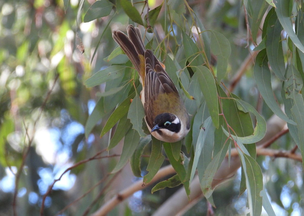 Black-chinned Honeyeater - ML607068161