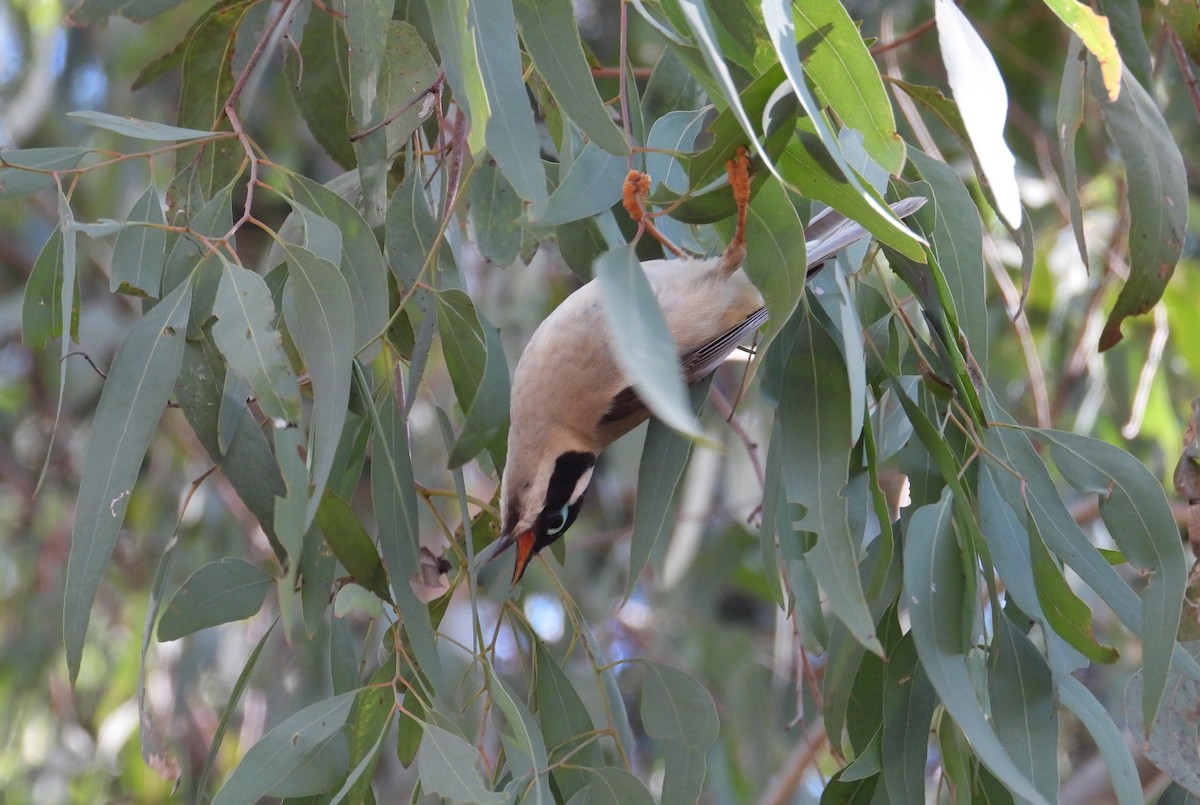 Black-chinned Honeyeater - ML607068171