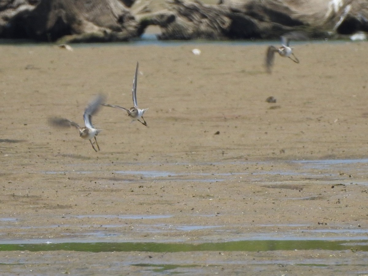 Least Sandpiper - ML607068241
