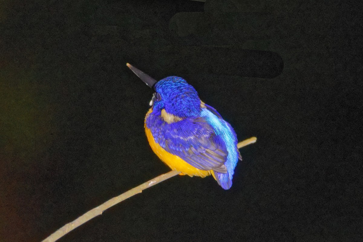 Papuan Dwarf-Kingfisher - ML607068271