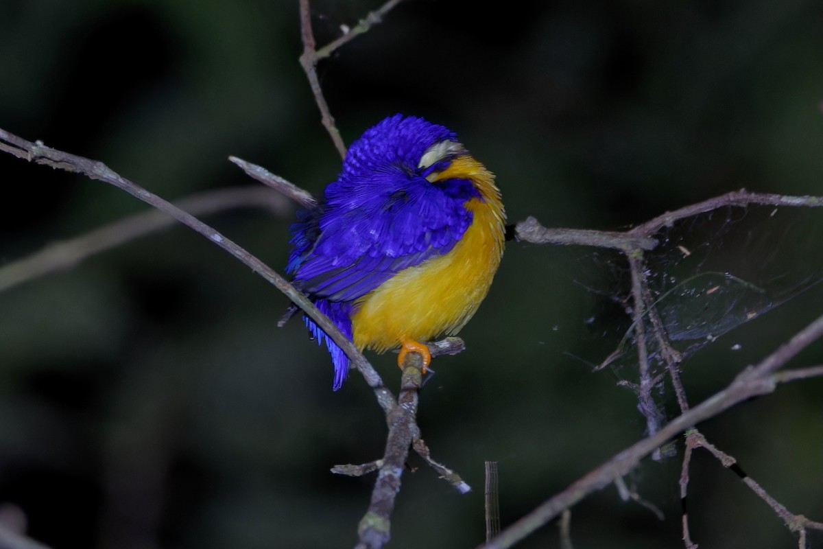 Papuan Dwarf-Kingfisher - ML607068281