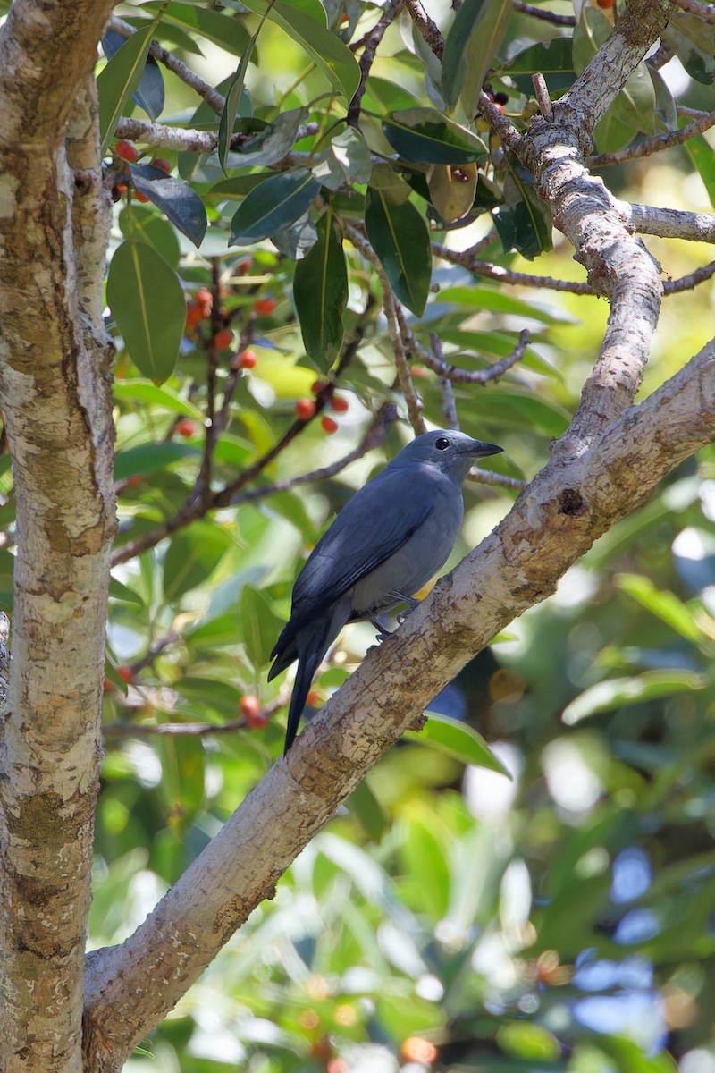 Boyer's Cuckooshrike - ML607068631