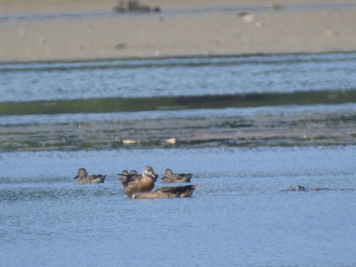 Wood Duck - ML607068891