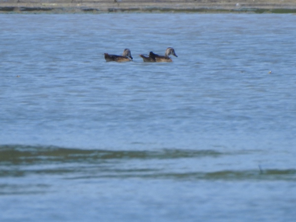 Wood Duck - ML607068901