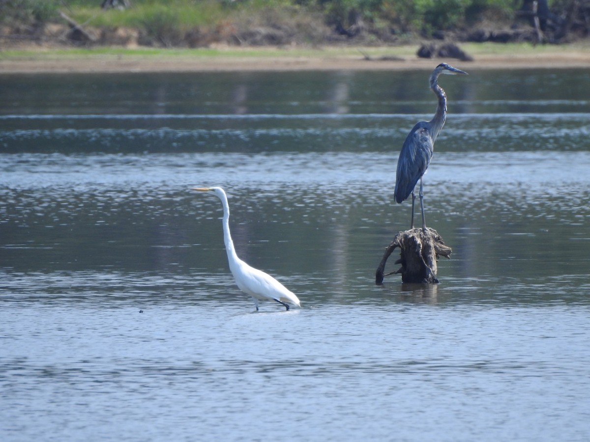 Great Blue Heron - ML607069201