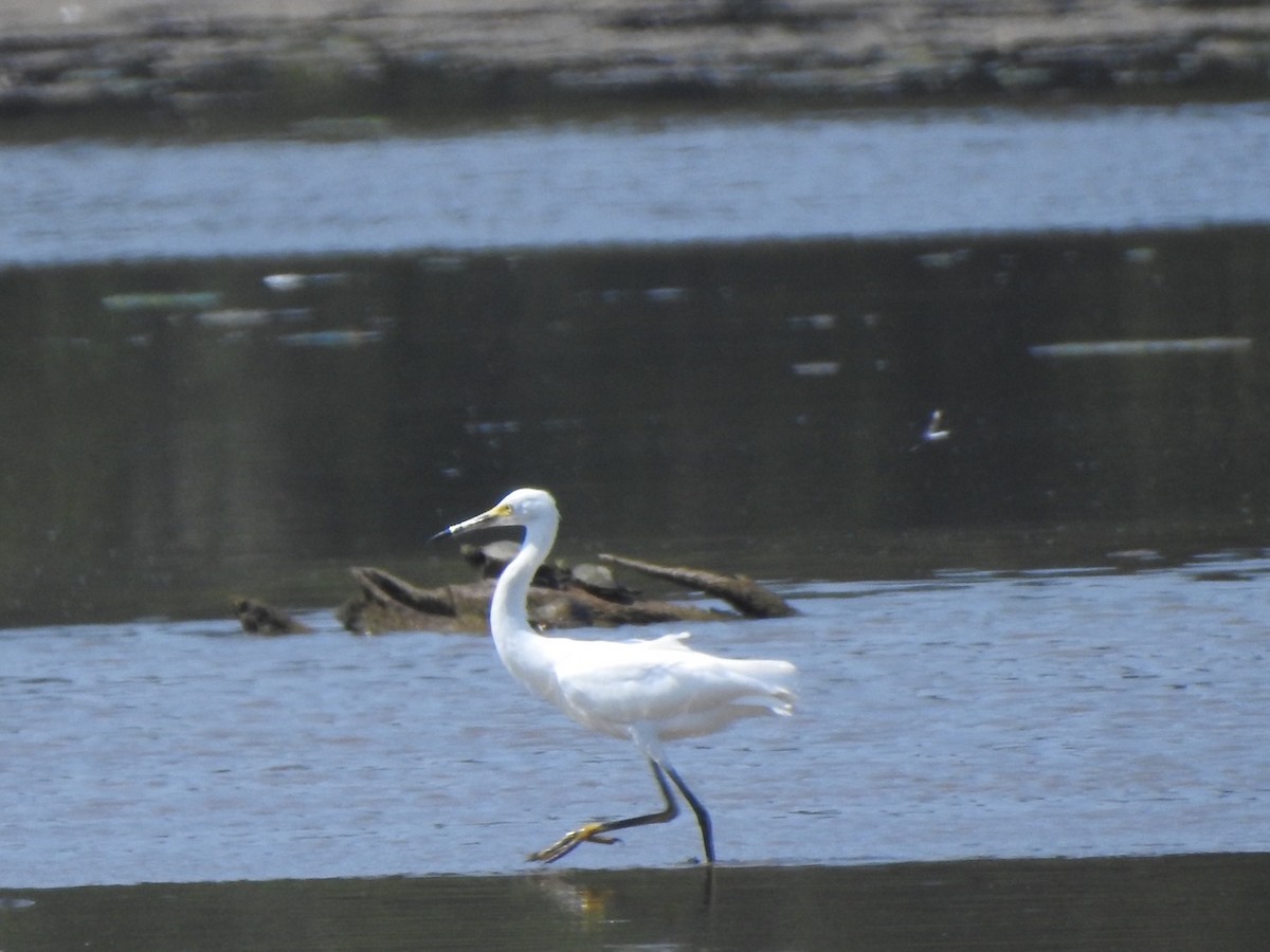 Snowy Egret - ML607069611