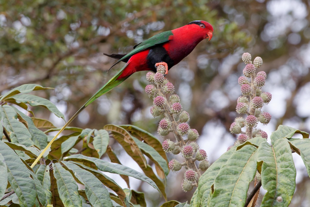 Stella's Lorikeet - ML607069721