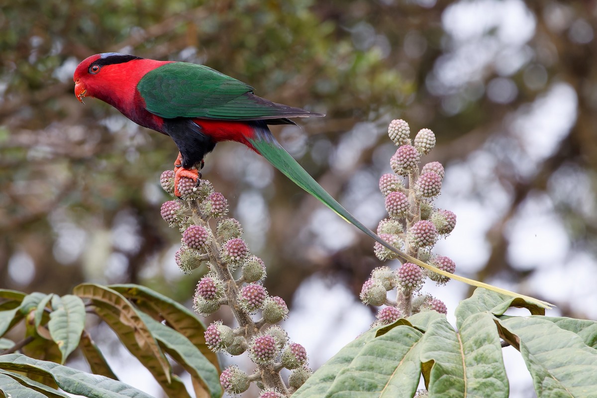 Stella's Lorikeet - Eric Barnes