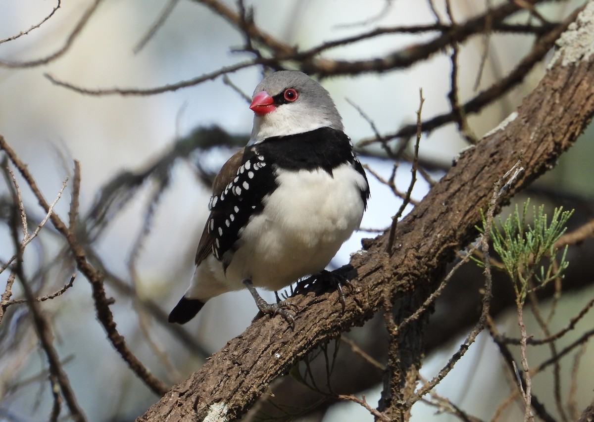 Diamond Firetail - ML607070491