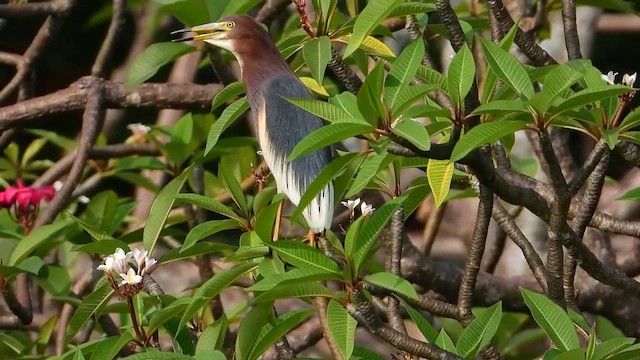 Chinese Pond-Heron - ML607070501