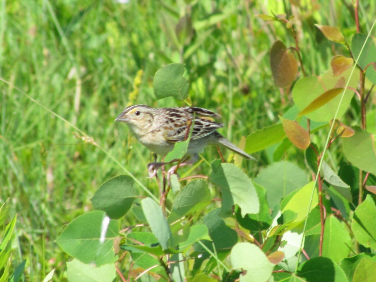 イナゴヒメドリ - ML60707051