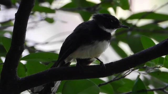 Ошейниковая веерохвостка - ML607070531