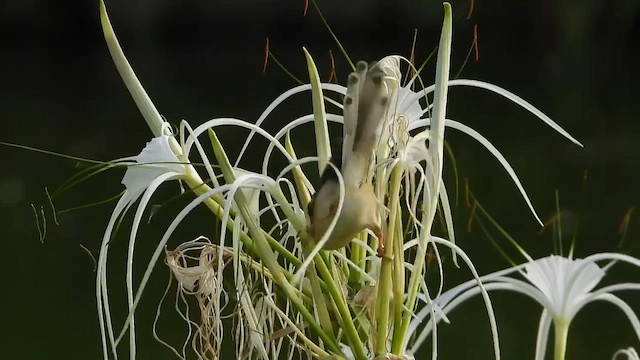 Plain Prinia - ML607070561