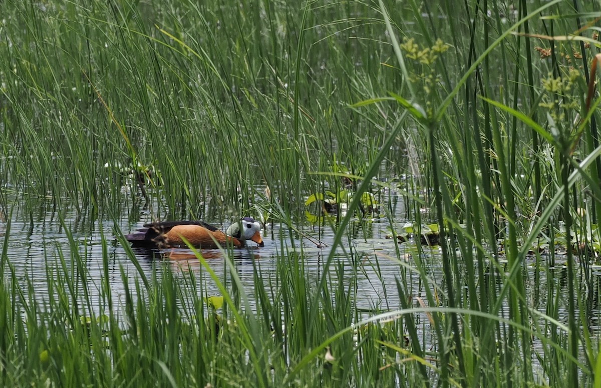 African Pygmy-Goose - ML607070581