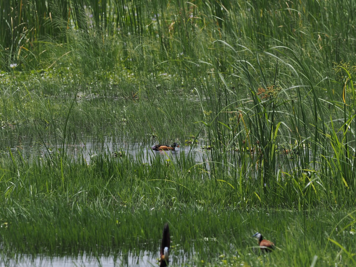 African Pygmy-Goose - ML607070591