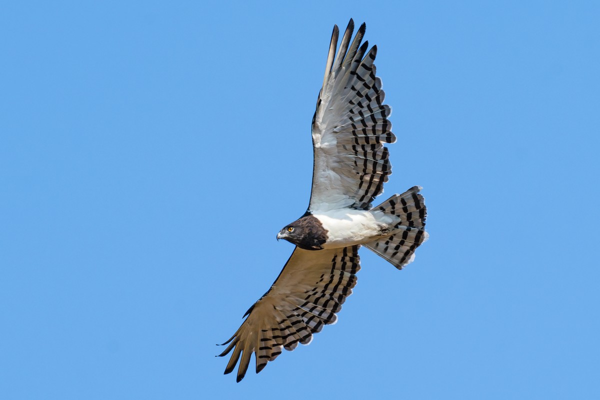 Black-chested Snake-Eagle - ML607070601