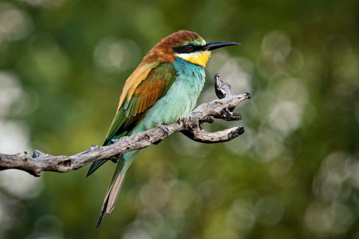 European Bee-eater - Bob Hurst