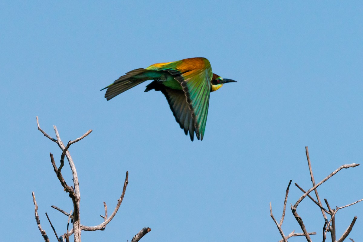 European Bee-eater - Bob Hurst