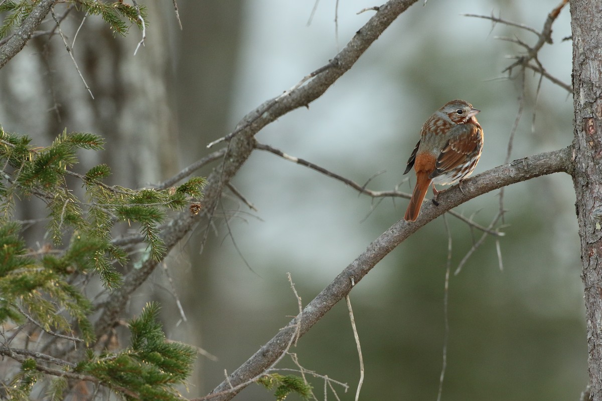 Fox Sparrow (Red) - Luke Seitz