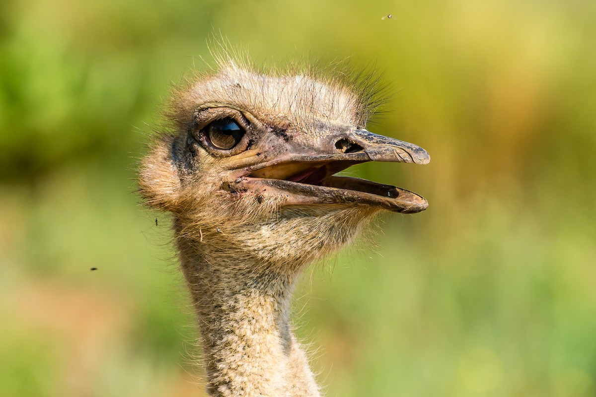 Common Ostrich - Bob Hurst
