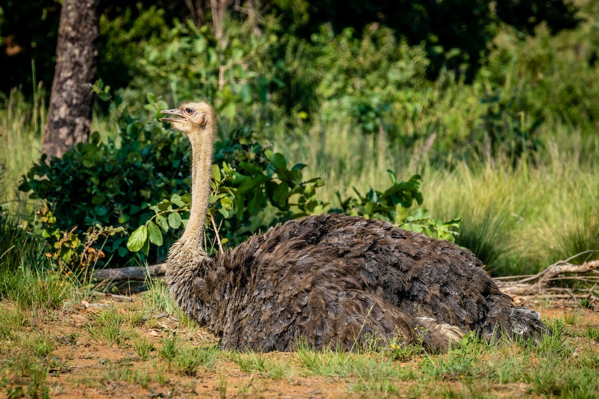Common Ostrich - Bob Hurst