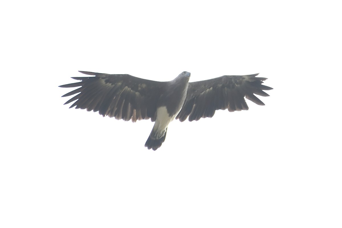 Lesser Fish-Eagle - ML607071221